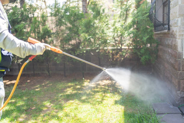 Wasp Removal Services in South Corning, NY