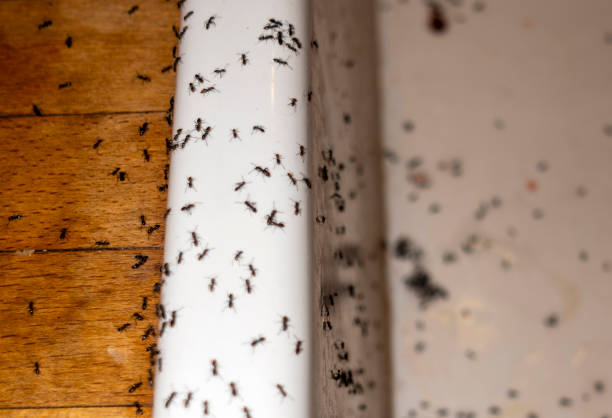 Best Flea Control Services  in South Corning, NY